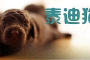 哔哩哔哩：泰迪赛季：怎样鉴别是否是纯赛季泰迪熊犬？